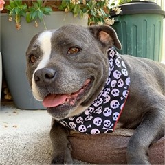 Jess Hollis headshot